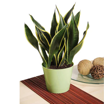 FOR BEDROOM AND LIVING ROOMS