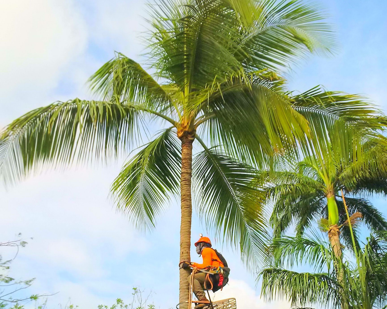 Removal of Palms