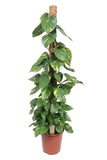 scindapsus pictus (satin pothos, silk pothos)