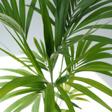 Howea forsteriana (Kentia palm,Thatch palm)