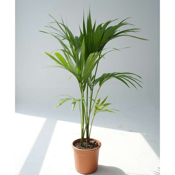 Howea forsteriana (Kentia palm,Thatch palm) – Bastana Online Gardens