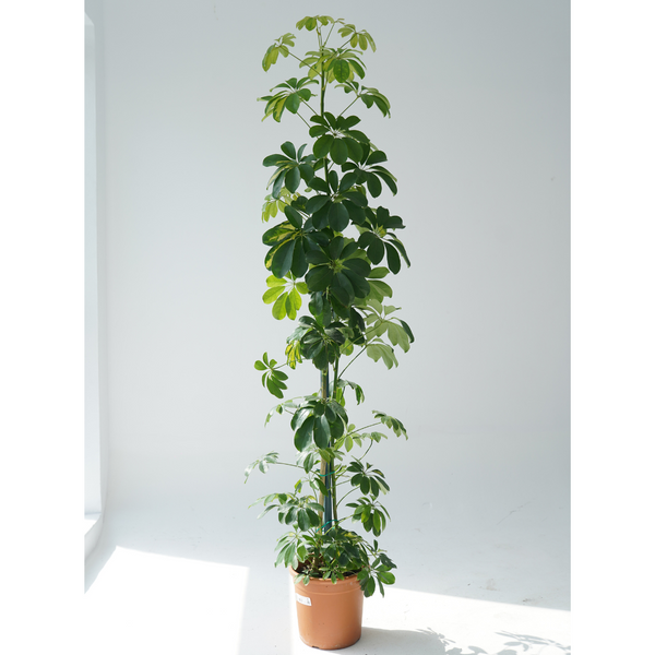 schefflera arboricola compacta houseplant on moss pole 80cm tall Landscaping Plant Indoor Plants – Bastana Online Gardens