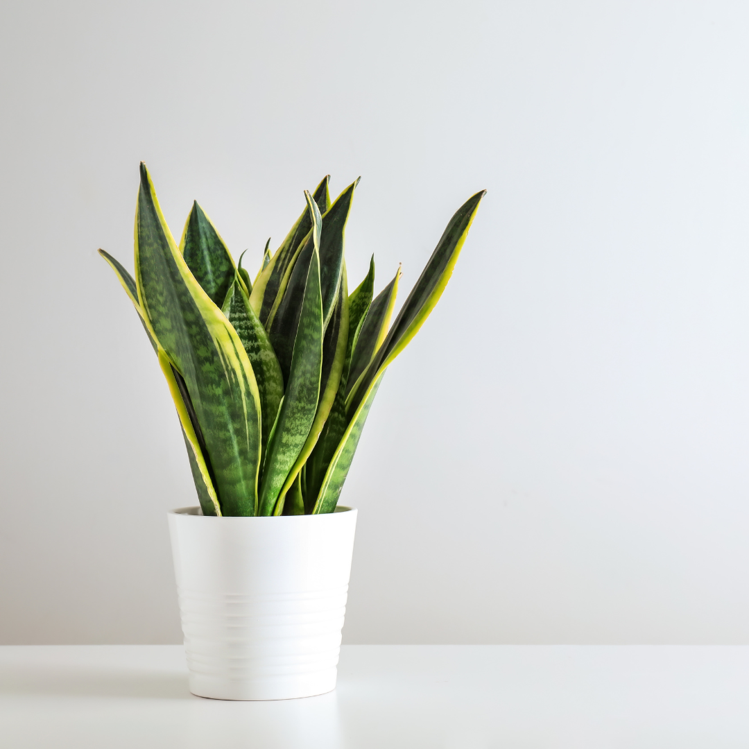 Sansevieria trifasciata (snake plant, Saint George's sword, mother-in-law's tongue)