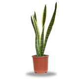 Sansevieria trifasciata (snake plant, Saint George's sword, mother-in-law's tongue)
