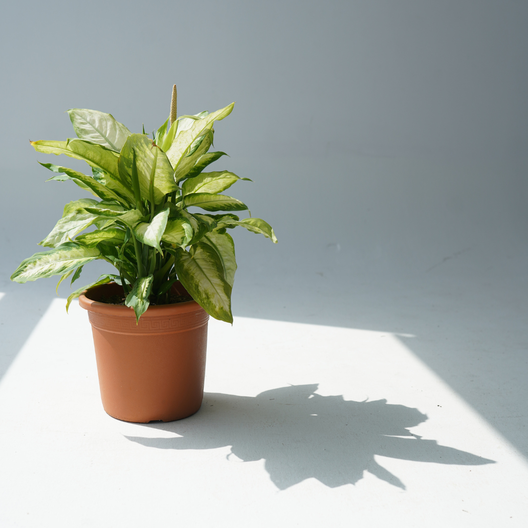 Dieffenbachia camilla (Dumb cane)