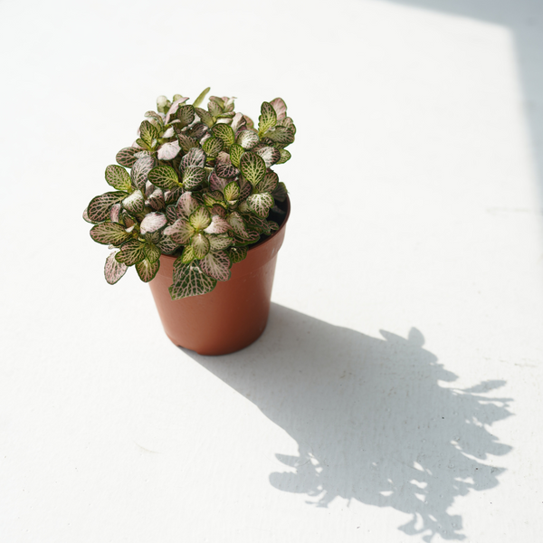 fittonia plant indoor or outdoor Fittonia albivenis (White Nerve Plant, Mosaic Plant) – Bastana Online Gardens