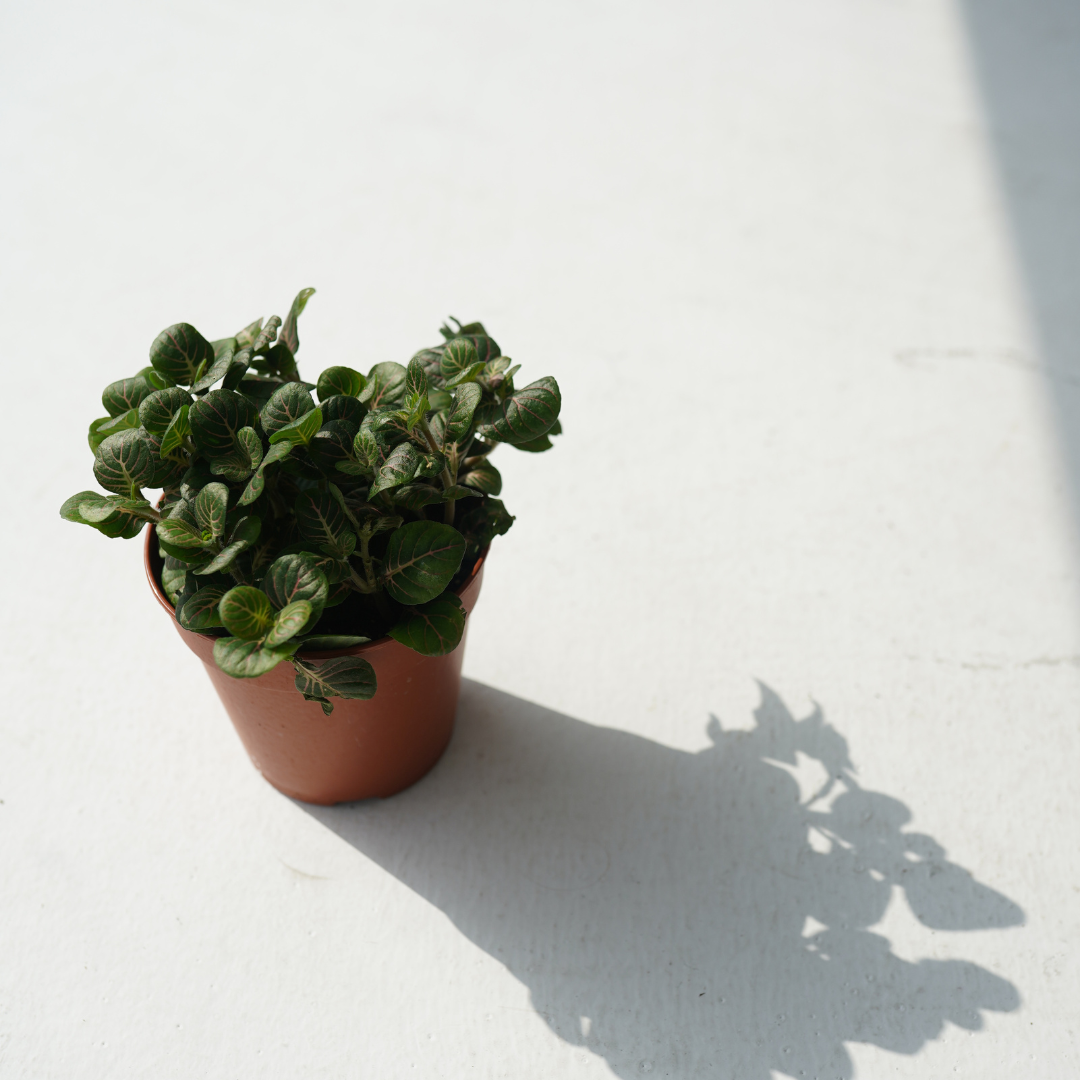 Fittonia albivenis (White Nerve Plant, Mosaic Plant)