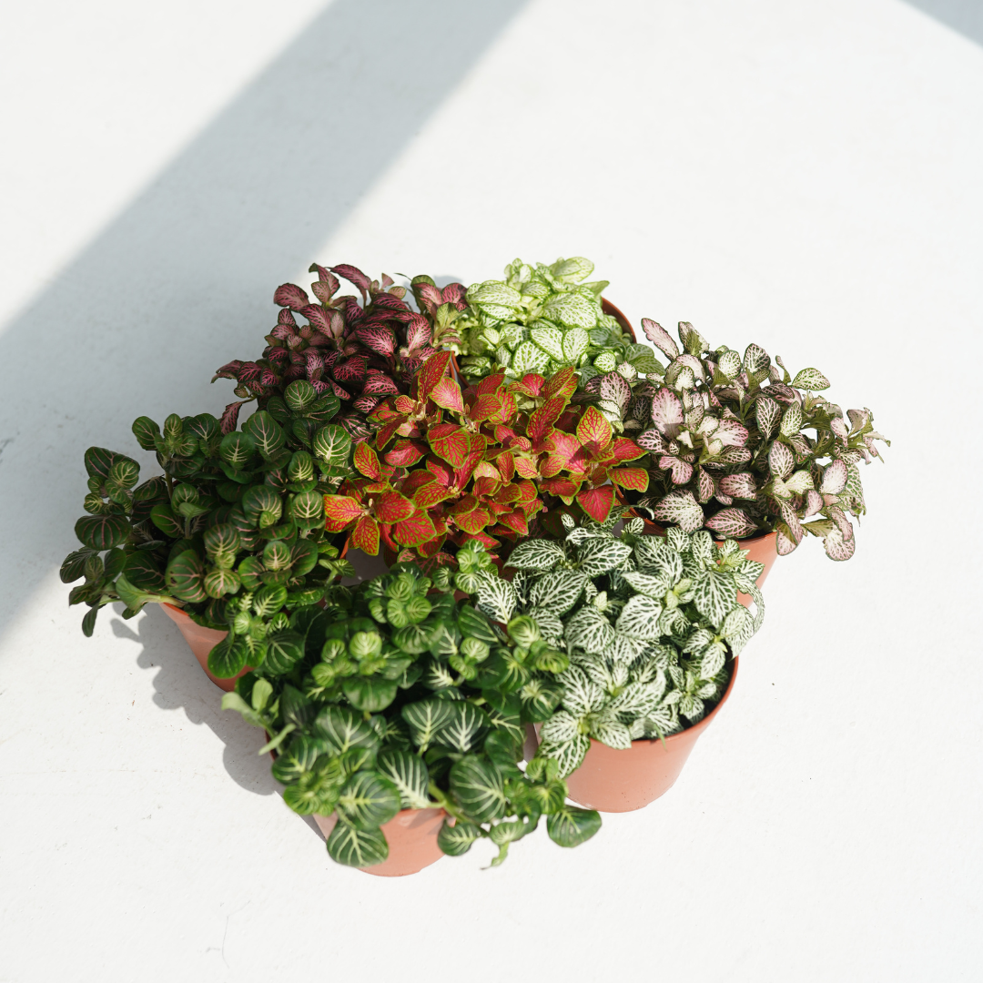 Fittonia albivenis (White Nerve Plant, Mosaic Plant)