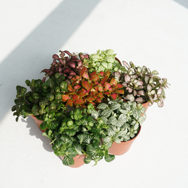fittonia indoor plant Fittonia albivenis (White Nerve Plant, Mosaic Plant) – Bastana Online Gardens