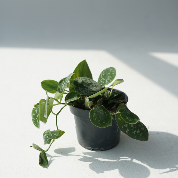 pothos armatus Pipremnum Pictum Argyraeus (Silver Cloud, Silk Pothos) – Bastana Online  Gardens