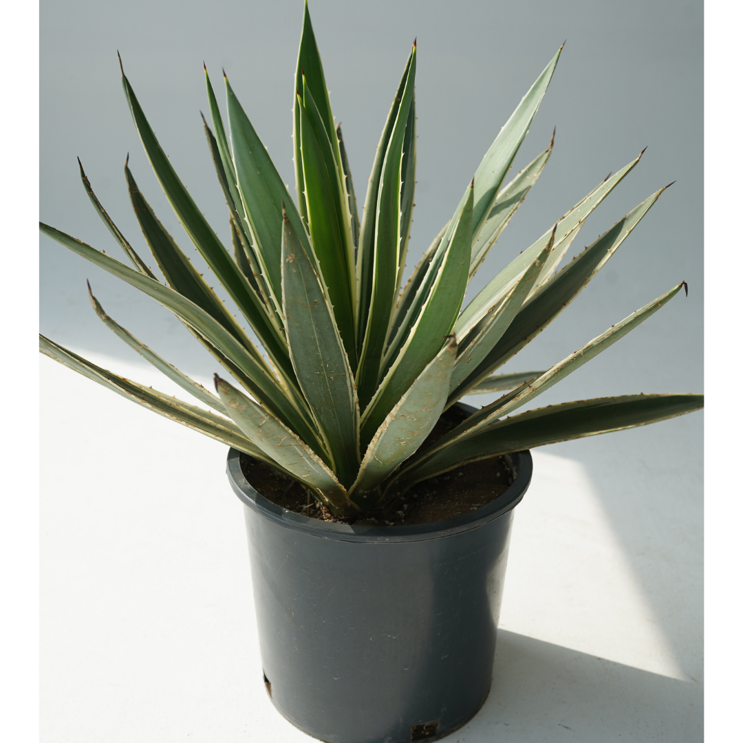 Agave Americana ( صبار أمريكي أبيض)