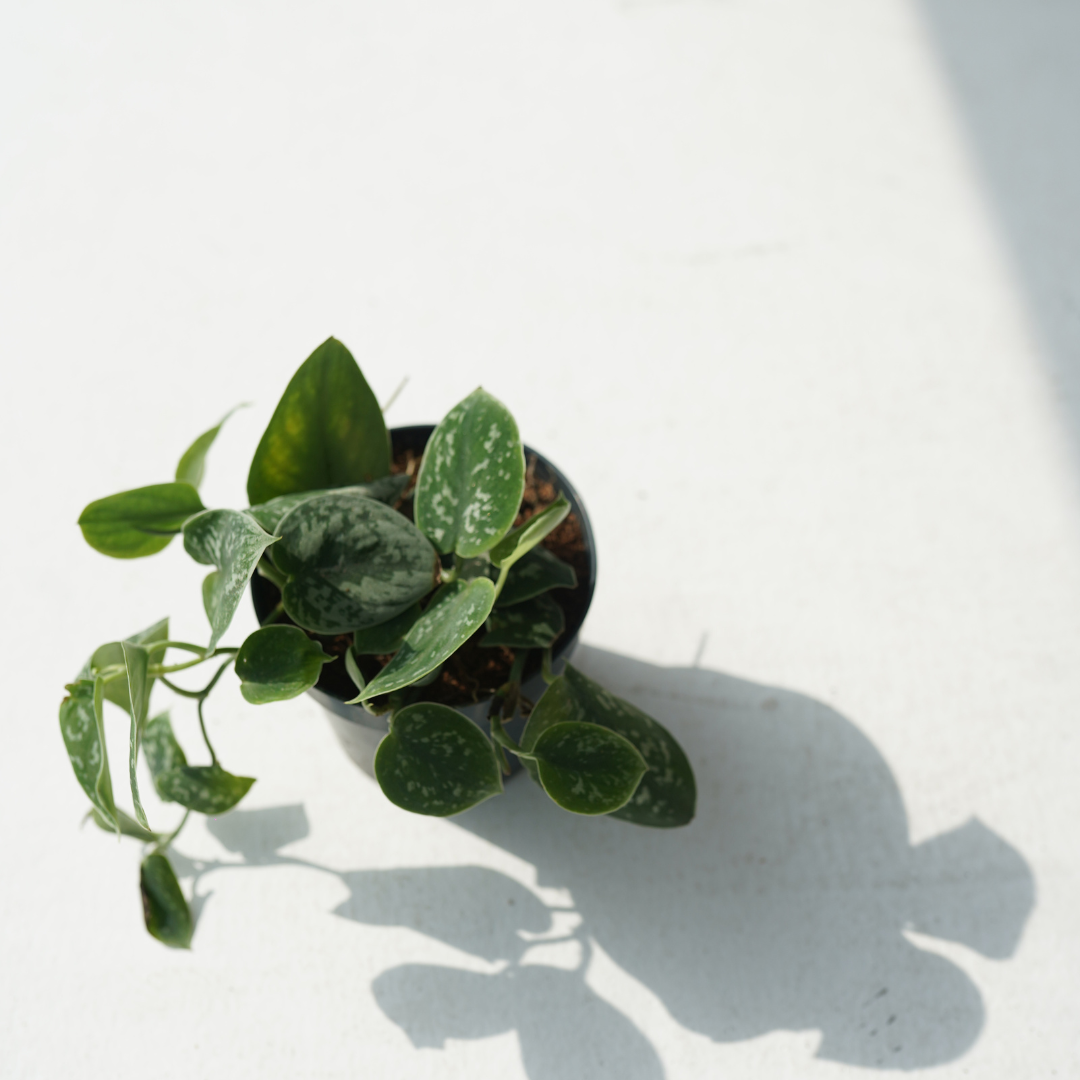 Pipremnum Pictum Argyraeus (Silver Cloud, Silk Pothos)