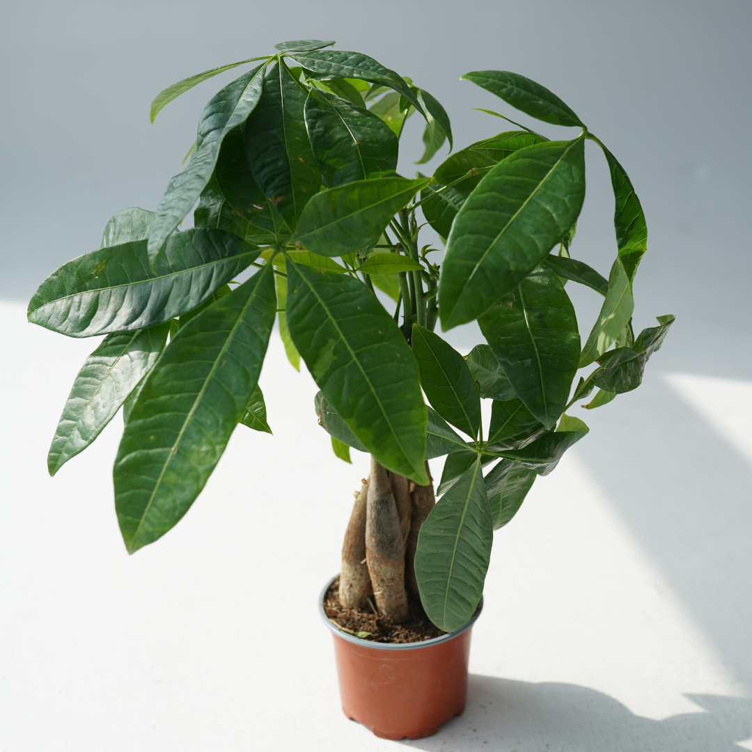 Pachira aquatic (the money tree)