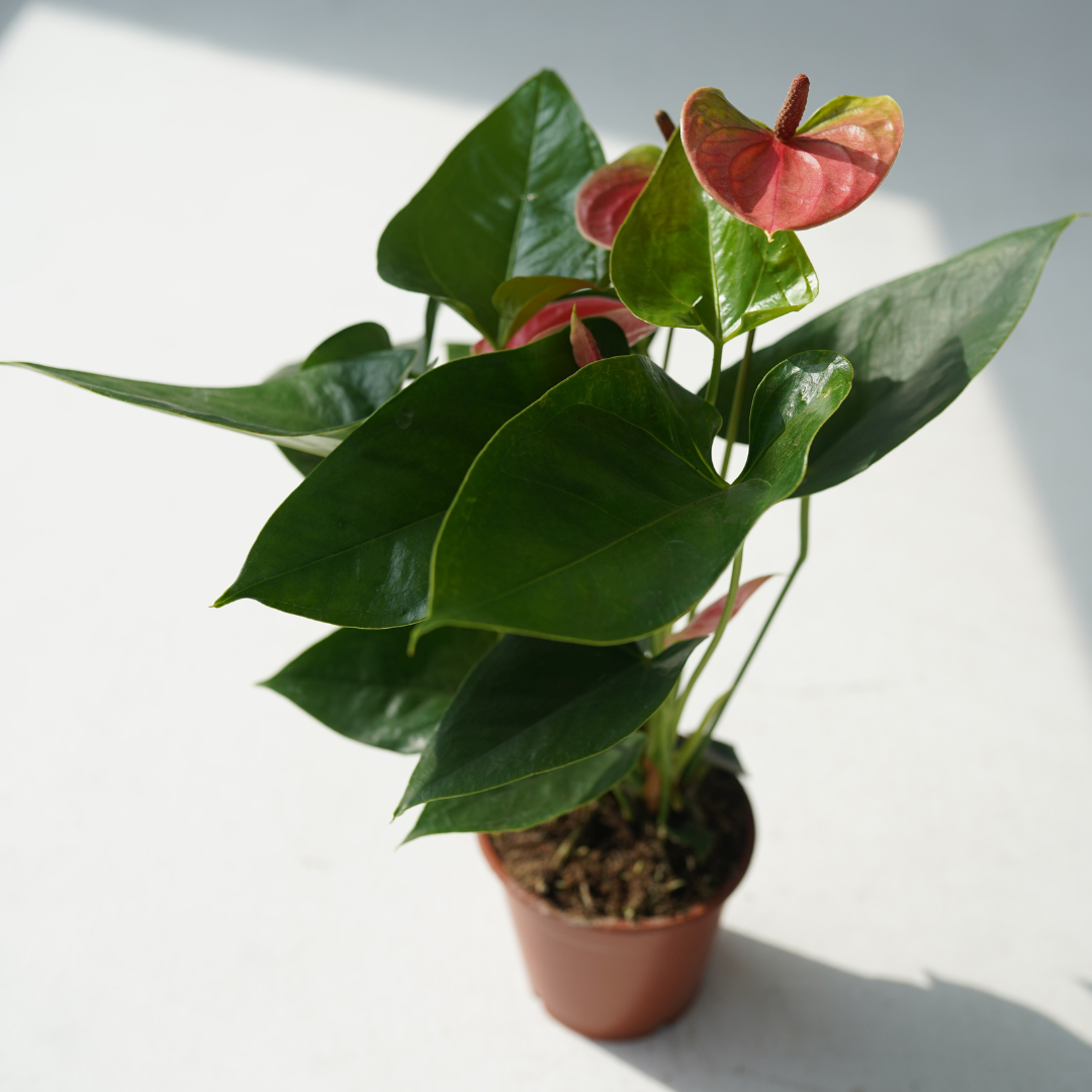 Anthurium andreanum (flamingo lily, painter's palette)