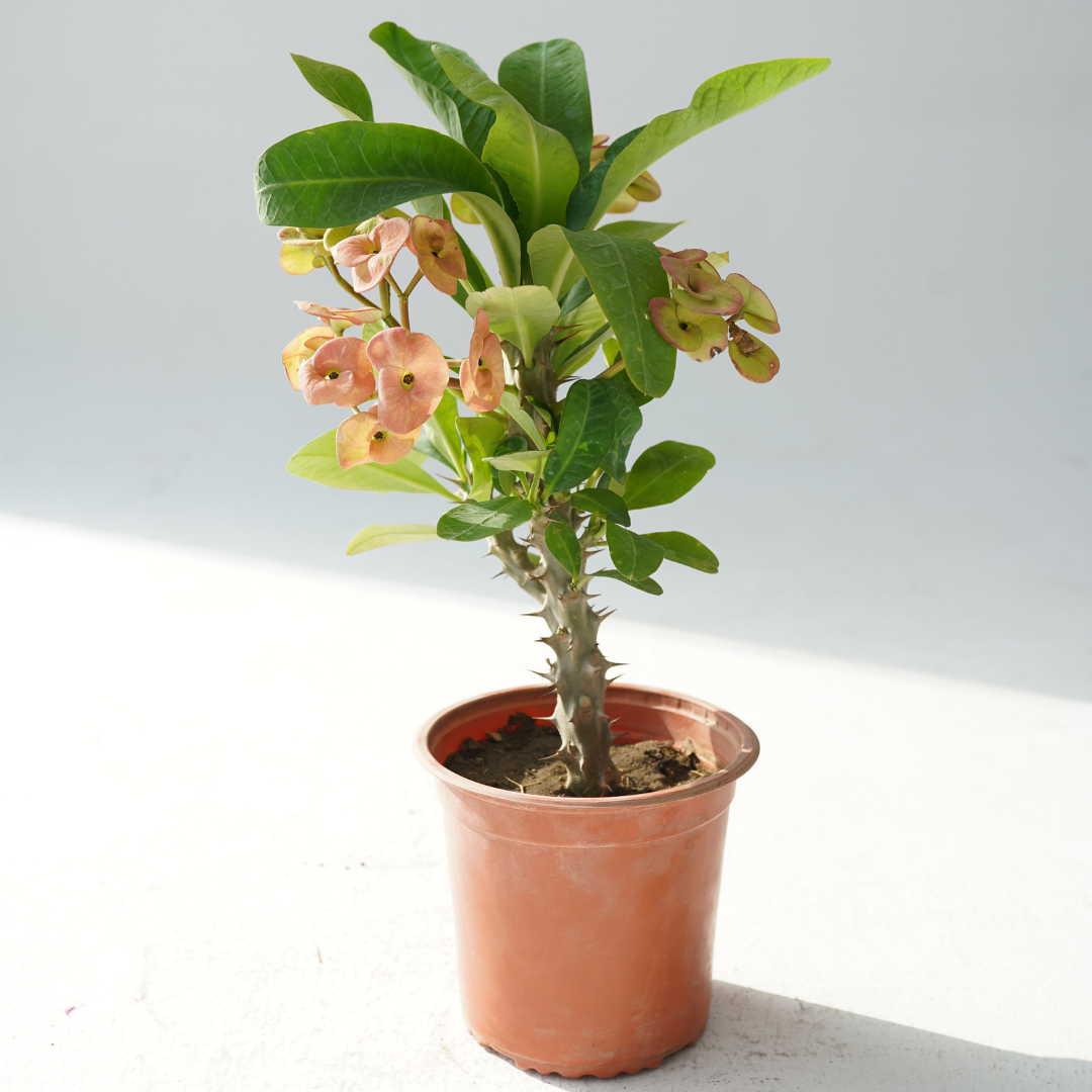 euphorbia milii (Crown of Thorns)