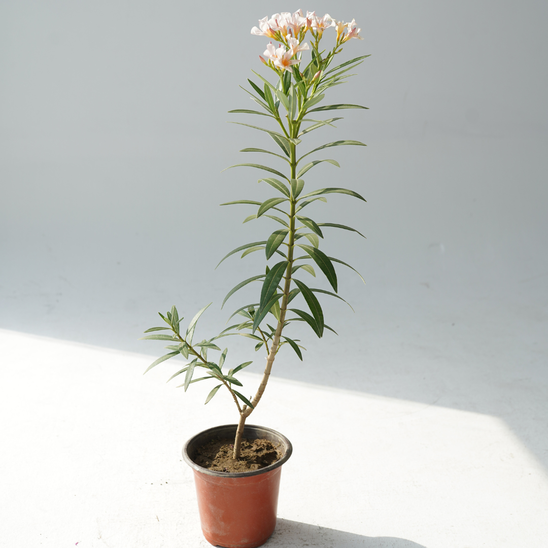 Nerium oleander (nerium-oleander)