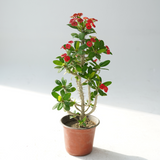 إيفوربيا (التاج الشوكي) - إيفوربيا ميلي