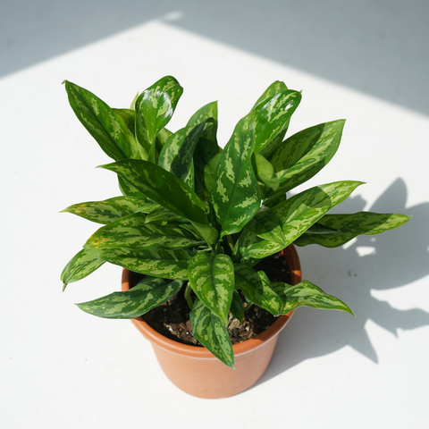 أجلونيما - مرايا