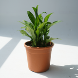 أجلونيما - مرايا