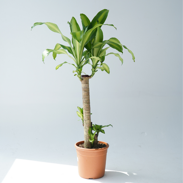 Landscaping Plant Indoor Plants – Bastana Online Gardens