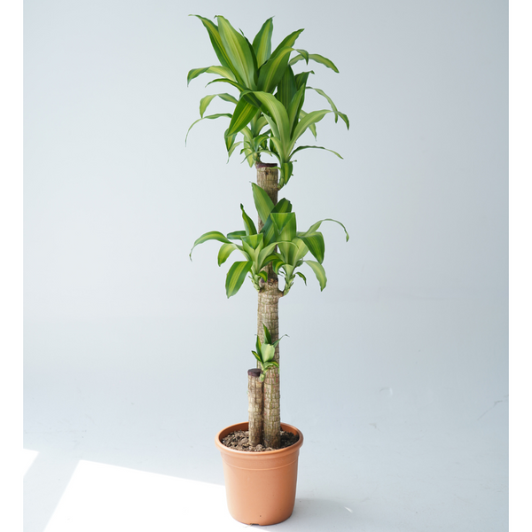 dracaena massangeana cane Landscaping Plant Indoor Plants – Bastana Online Gardens