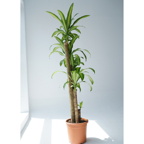 dracaena massangeana common name Landscaping Plant Indoor Plants – Bastana Online Gardens
