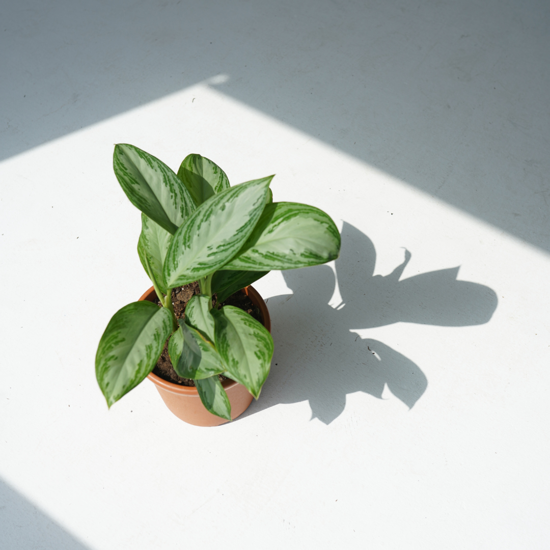 Aglaonema silver bay