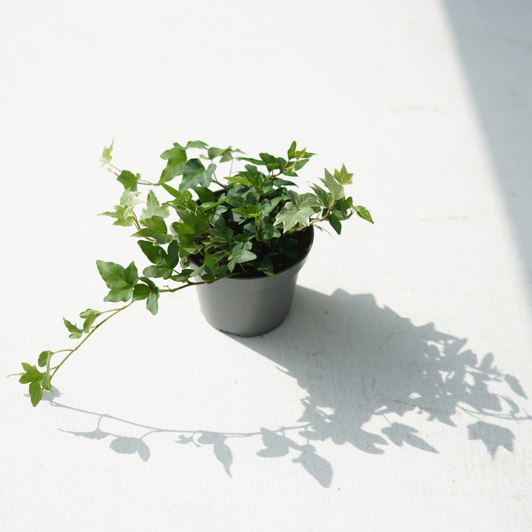 Hedera helix (English ivy- European ivy)