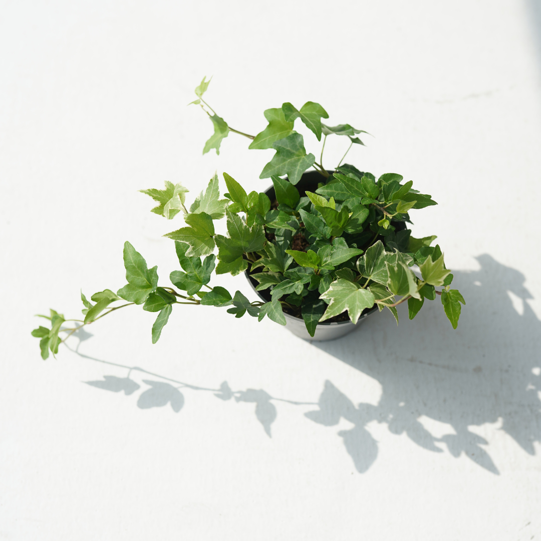 Hedera helix (English ivy- European ivy)