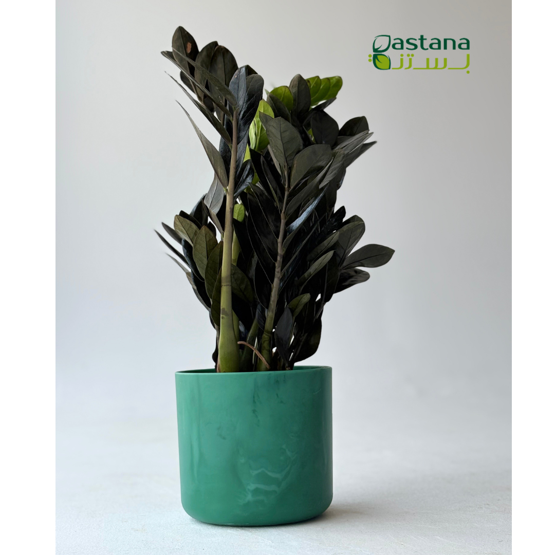 The Ocean Collection Round ( Green )