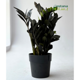 B For Original Round Liv ( Black )