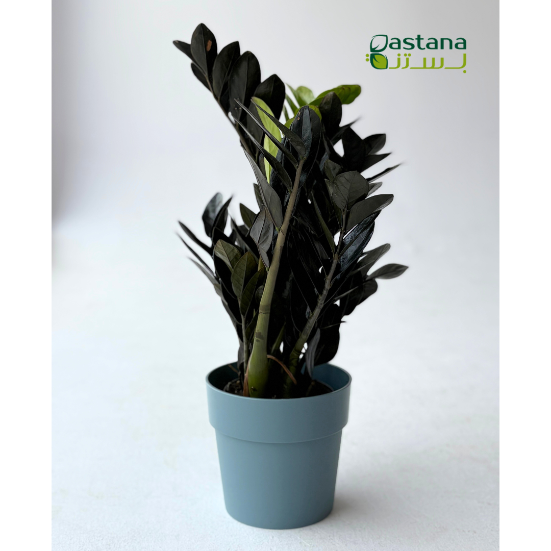 B For Original Round Liv ( Blue )