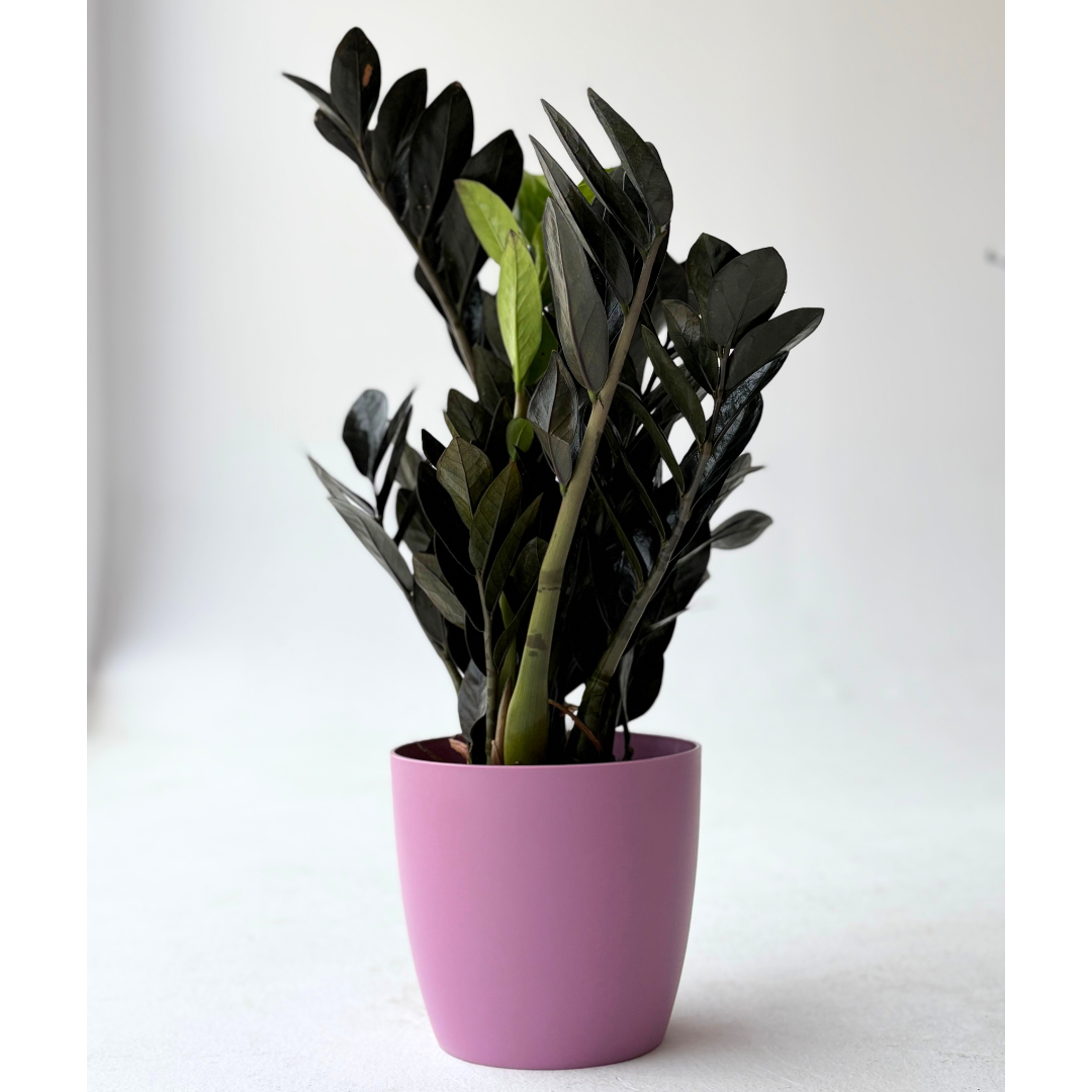 San Remo Terracotta Matte ( Pink )