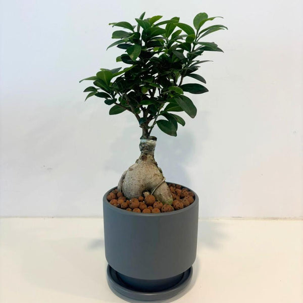 bonsai tree jeddah Bonsai gift – Bastana Online Gardens