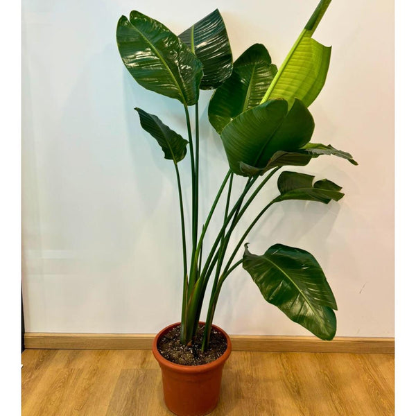 strelitzia 140 cm Strelitzia reginae (crane flower, bird of paradise) – Bastana Online Gardens