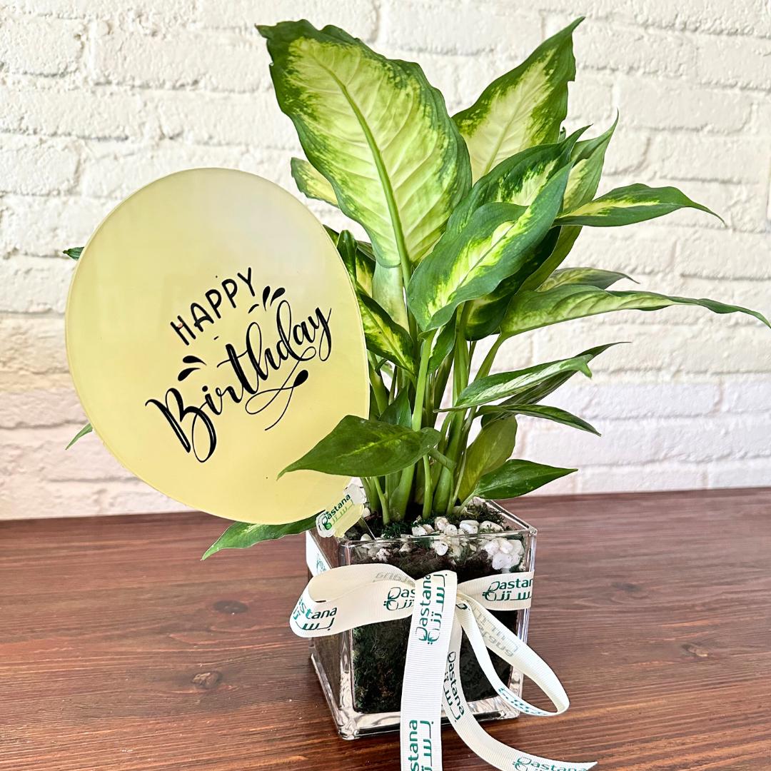 BIRTHDAY PLANT