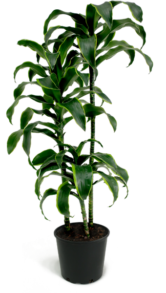 Dracaena dorado – Bastana Online Gardens