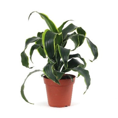 Dracaena dorado – Bastana Online Gardens