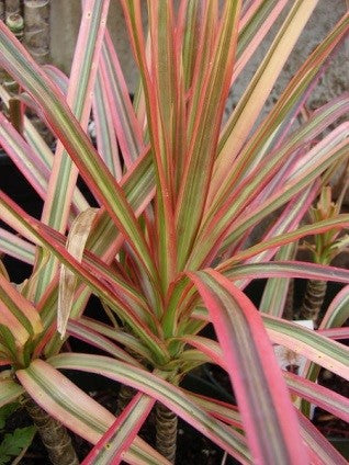 Dracaena Marginata Tricolor-Rainbow Tree  Bastana Online Gardens