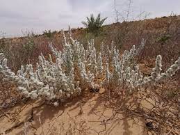 باسيا ايريوفورا