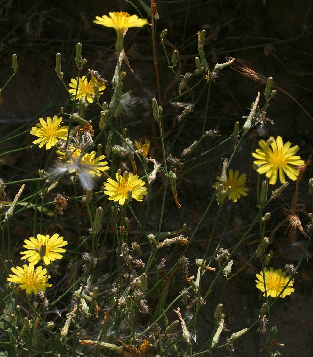 لاونيا نوديكوليس (يسار) Hook.f