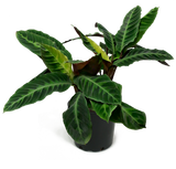 كلاثيا وارسيويسز