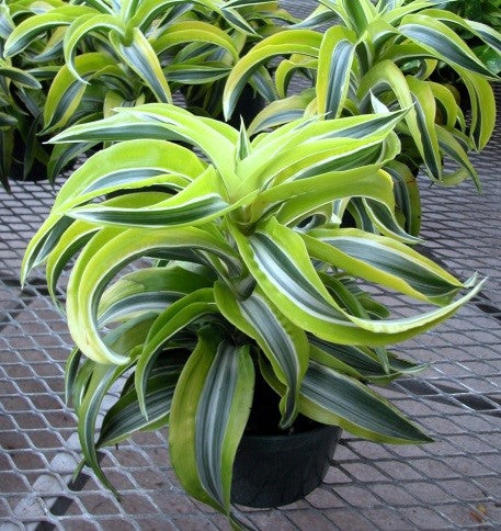 Dracaena Fragrance Lemon Surprise-Striped Dracaena