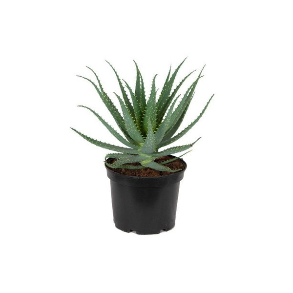 Aloe arborescens (Tree Aloe, Mountain Bush Aloe) Family Asphodelaceae –  Bastana Online Gardens