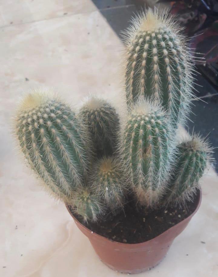 Cactus one group collection