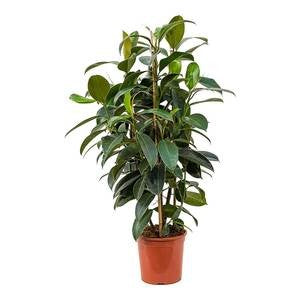 rubber tree melany Ficus elastica Melany