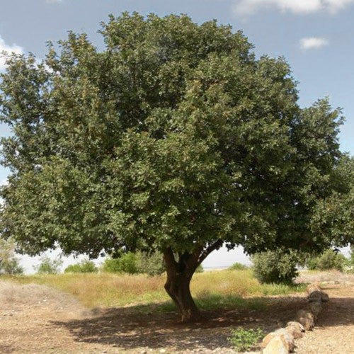 Ceratonia siliqua (The carob) Family Fabaceae (الخروب)