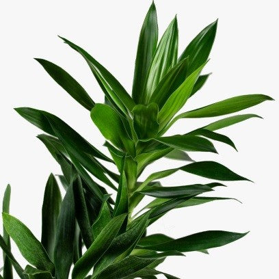 Dracaena Reflexa  - Song of Jamaica