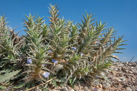 الجفن الهدبي (L) . بلبورت