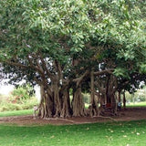 فيكوس بنغالنسيس (تين بانيان، بانيان الهندي) عائلة موراسيا (التين البنغالي)